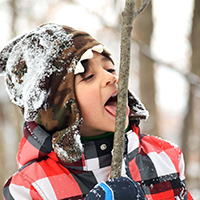 enfant lechant la neige sur un arbre